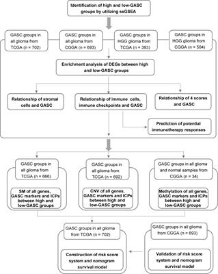 Glioma-Associated Stromal Cells Stimulate Glioma Malignancy by Regulating the Tumor Immune Microenvironment